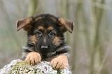 BERGER ALLEMAND 1093
